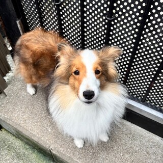 シェルティの女の子　里親募集