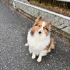 シェルティの女の子　里親募集 サムネイル2