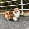 シェルティの女の子　里親募集 サムネイル3