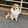 シェルティの女の子　里親募集 サムネイル4