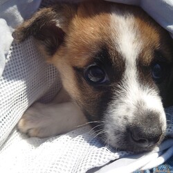 ぼんちゃんとおもちゃ