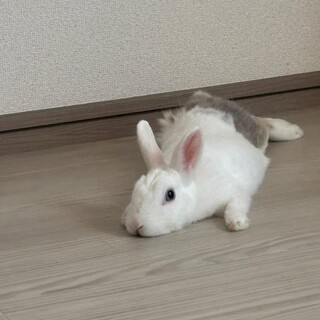 ミニウサギ女の子4歳