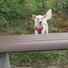 白い小型犬。今はまだ経験不足だけど伸びしろ十分。 サムネイル3