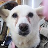 白い小型犬。今はまだ経験不足だけど伸びしろ十分。 サムネイル5