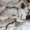 白い小型犬。今はまだ経験不足だけど伸びしろ十分。 サムネイル7