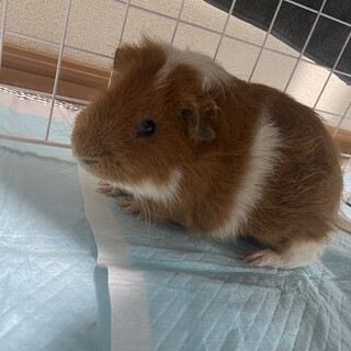 テディモルモット