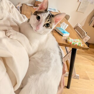 【緊急】1歳半の元気なおす猫です