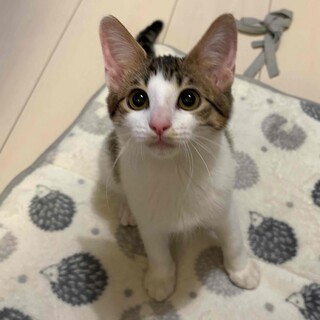 活発でサラふわな姫☆シャンちゃん