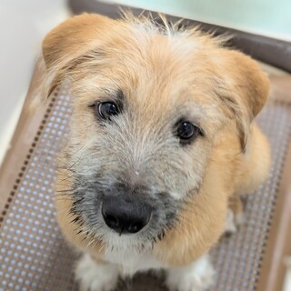 大きな甘えん坊！無邪気で純粋なブラウンくん♪