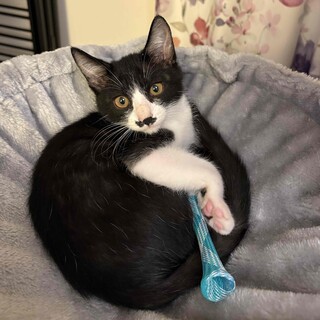 ちょびヒゲ黒白ハチワレくん☆ロン