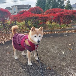 紅葉～そして冬近し( ´ー')