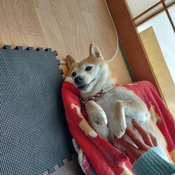 「紅葉～そして冬近し( ´ー')」サムネイル2