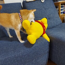 「紅葉～そして冬近し( ´ー')」サムネイル3