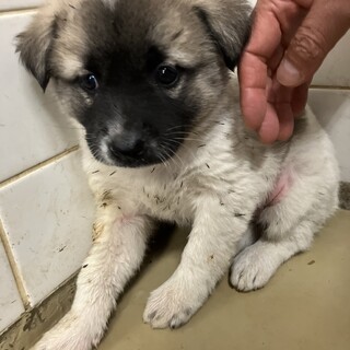 ※優先期間内にお迎え下さい。11/13日迄