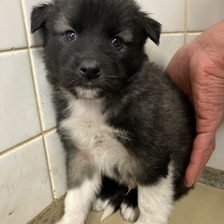 ※優先期間内にお迎え下さい。11/12日迄