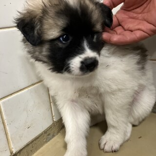 ※優先期間内にお迎え下さい。11/12日迄