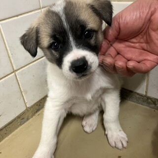 ※優先期間内にお迎え下さい。11/11日迄