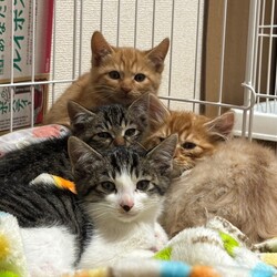 保護猫譲渡会開催中！！たくさんの子猫・大人猫が待ってます★ご予約不要です★