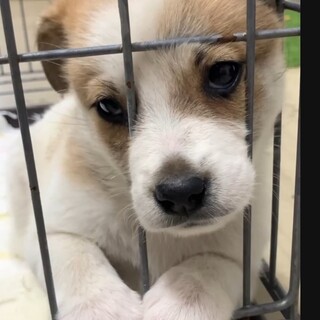 ※優先期間内にお迎え下さい。11/10日迄