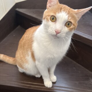 雑種のオス３歳８ヶ月