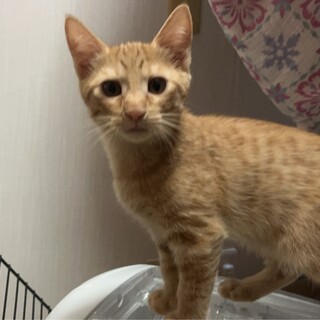 可愛らしい女の子です