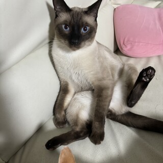 雑種のオス３歳８ヶ月