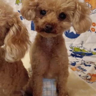 小さくて人懐っこくとてもおとなしい女の子です。