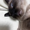 雑種のオス３歳８ヶ月 サムネイル4