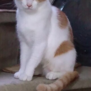 茶白の母性愛溢れる女の子