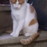 茶白の美人さん母猫 サムネイル3