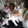 茶白の美人さん母猫 サムネイル4