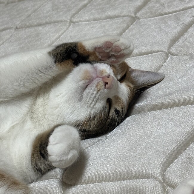 あろにゃままのカバー写真