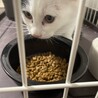2ヶ月子猫　至急里親募集中です サムネイル3