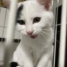 2ヶ月子猫　至急里親募集中です サムネイル4