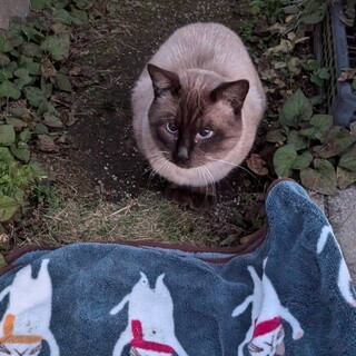 かわいらしいシャム猫くん^..^✨️