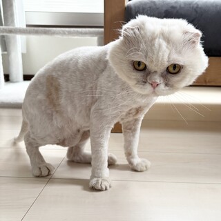甘えん坊なスコティッシュ（長毛）