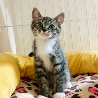 まだ少し臆病ですが、遊ぶの大好きなケイくんです♪