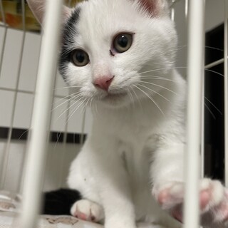 2ヶ月子猫　至急里親募集中です