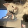 2ヶ月子猫　至急里親募集中です サムネイル2