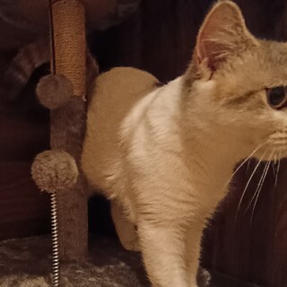 スコティッシュ