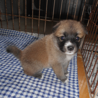 人懐っこいナナちゃん