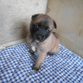 人懐っこいゴン君