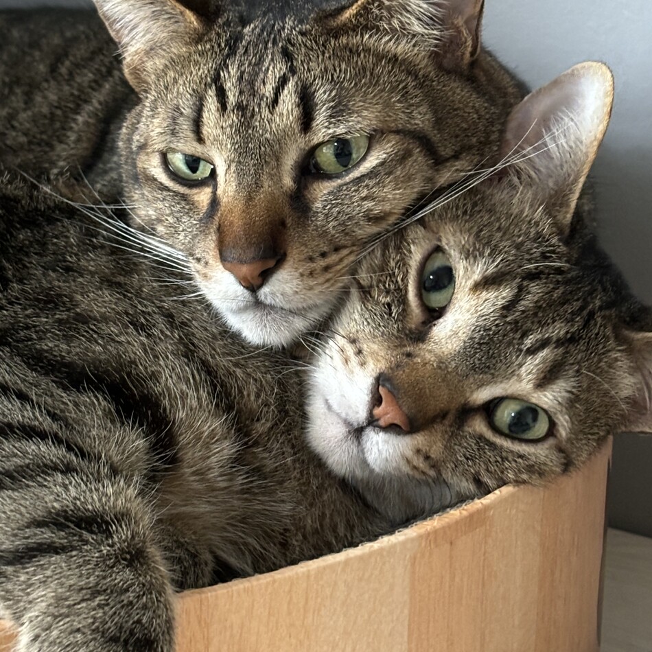 ちゃちゃのカバー写真