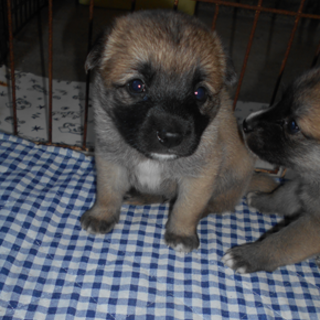 人懐っこいチロ君