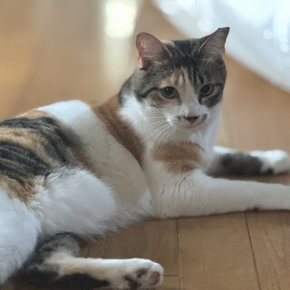 人間大好きなキジミケのみぃちゃん