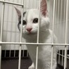 2ヶ月子猫　至急里親募集中です サムネイル5