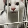 2ヶ月子猫　至急里親募集中です サムネイル6