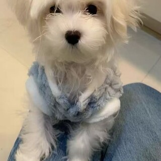 人懐こいマルチーズの里親さんを募集しています