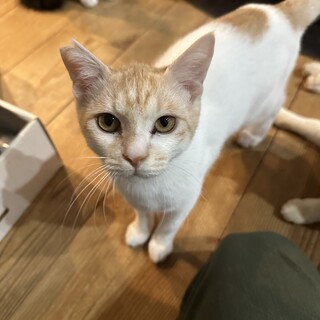 白多め茶白の可愛い男の子