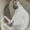 白多め茶白の可愛い男の子 サムネイル4